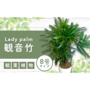 ふるさと納税 【観葉植物】観音竹8号鉢(Green Base/035-1502) 南国鹿児島県で育った 観葉植物！植物 鉢付 インテリア 室内 オフィス おしゃれ .. 鹿児島県指宿市