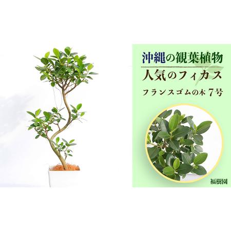 ふるさと納税 沖縄の観葉植物 人気のフィカス フランスゴム7号 角鉢 沖縄県うるま市