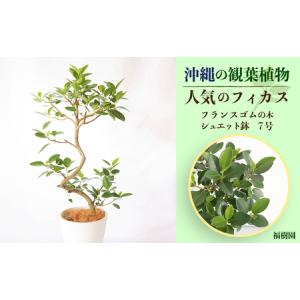 ふるさと納税 沖縄の観葉植物フランスゴムの木　7号シュエット鉢　A1090