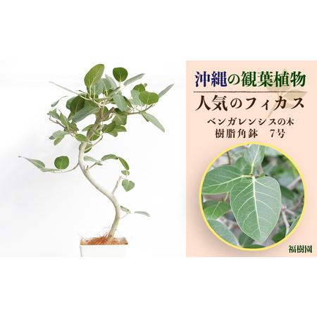 ふるさと納税 沖縄の観葉植物 人気のフィカス ベンガレンシス7号 角鉢 沖縄県うるま市