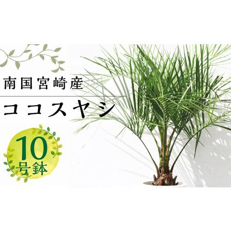 ふるさと納税 【観葉植物】南国宮崎産ココスヤシ(苗木(10号)1鉢) 宮崎県宮崎市