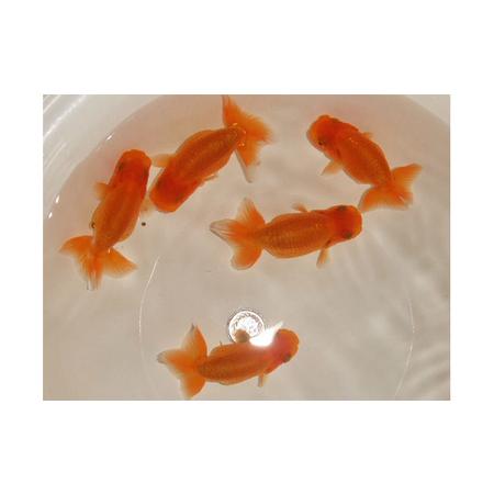 ふるさと納税 らんちゅう 5匹 生体 金魚 ランチュウ ゴールドフィッシュ 生き物 ペット 観賞魚 ...