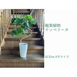 ふるさと納税 066-10 観葉植物 ウンベラータ8号サイズ1鉢 鹿児島県南九州市