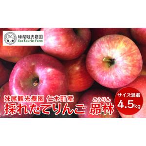 ふるさと納税 山形市産 こうとくりんご 5kg FZ20-521 山形県山形 ふるさと納税 山形市産 こうとくりんご 5kg FZ20-521 山形県山形