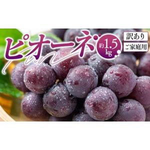 ふるさと納税 訳あり ご家庭用 ピオーネ 約1.5kg【2026-8月中旬〜2026-9月下旬配送】 香川県高松市