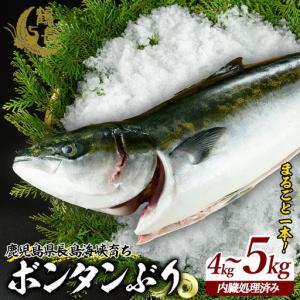 ふるさと納税 ボンタンぶりまるごと一本(内臓処理済) ぶり 柵 刺身 ブリ 切り身 鰤 1本 鮮魚 下処理済み 鮮魚 1匹 刺身 ぶりしゃぶ ぶりかま .. 鹿児島県長島町
