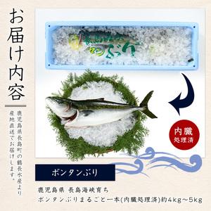 ふるさと納税 ボンタンぶりまるごと一本(内臓処...の詳細画像4