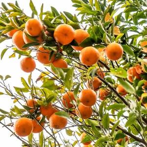 ふるさと納税 【令和9年1月下旬以降発送】<訳...の詳細画像1