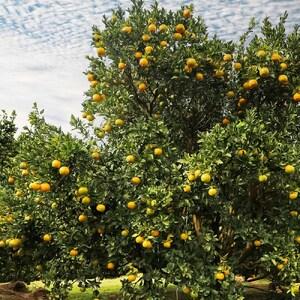 ふるさと納税 【令和9年1月下旬以降発送】<訳...の詳細画像2