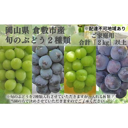 ふるさと納税  ぶどう 2024年 先行予約 ご家庭用 旬の ぶどう 2種類 合計2kg以上 産地直...