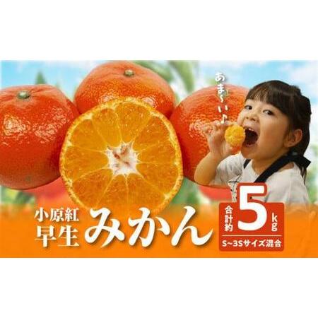 ふるさと納税 【訳あり】ご家庭用　小原紅早生みかん(サイズおまかせ)約5kg【2026年11月中旬〜...
