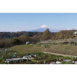 ふるさと納税 C-038　中伊豆体験農園（市民農園）１年間利用券 静岡県伊豆市