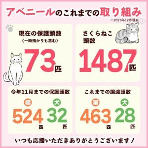 ふるさと納税 【南の島の動物愛護活動】保護猫活...の詳細画像1