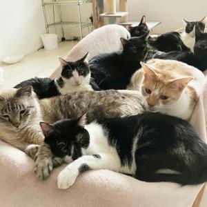 ふるさと納税 【南の島の動物愛護活動】保護猫活...の詳細画像2