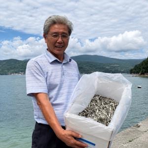 ふるさと納税 煮干し いりこ 1.8kg 煮干...の詳細画像3