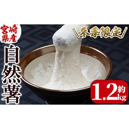 ふるさと納税 ＜先行予約受付中！2025年11月下旬から順次発送予定＞＜期間限定＞山菜の王者自然薯 ...