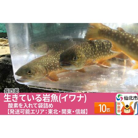 ふるさと納税 生きている岩魚（イワナ）10匹 酸素を入れて袋詰め【発送可能エリア：東北・関東・信越】...