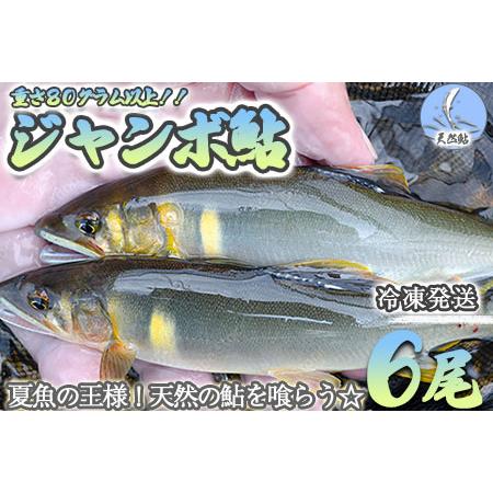 ふるさと納税 予約受付【期間限定】（発送時期：2024年7月中旬〜12月頃まで）【ジャンボ鮎】清流が...