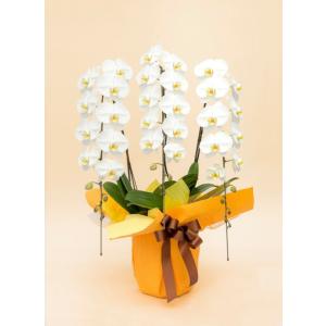 ふるさと納税 《お花の回数券シリーズ》トップフロ...の商品画像