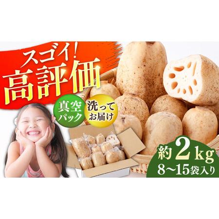 ふるさと納税 【先行予約】【真空パック】リピーター続々！ 洗いれんこん 約2kg（8〜15袋入り） ...