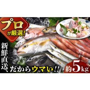 ふるさと納税 旬の朝獲れ鮮魚約5kg【綾香水産】[KAC016...