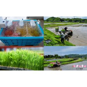 ふるさと納税 【定期便】さくらや農園 魚沼産コ...の詳細画像2