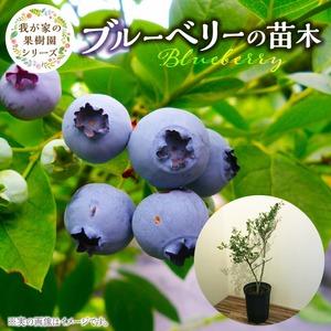 本榊 定期便 1対（2本）毎月2回 （1日 15日）1年間契約 : フローラ