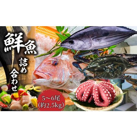 ふるさと納税 鮮魚詰め合わせ 5〜6尾（約2.5kg）_M77-0002 香川県三豊市