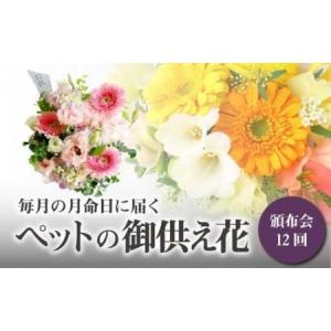ふるさと納税 【頒布会12回】八女のお花を使った「毎月の月命日に届くペットの御供え花」＜配送不可：北海道・沖縄・離島＞　036-T004 福岡県八女市