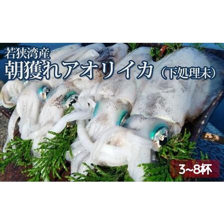 ふるさと納税 【祝北陸新幹線延伸】若狭湾産  朝獲れアオリイカ3〜8杯（下処理なし） 福井県若狭町