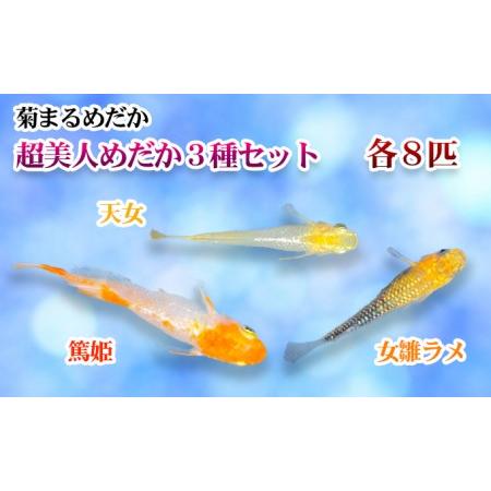 ふるさと納税 菊まるめだかの【超美人めだか３種セット】計24匹 生き物 メダカ お魚 ペット  香川...