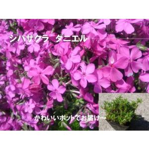 ふるさと納税 BS157_シバザクラ　ダニエル20個 花 苗 植物 家庭菜園 花壇 プランター ガー...