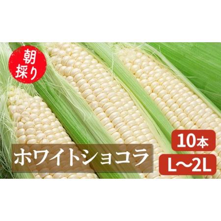 ふるさと納税 【2026年7月〜発送】朝採り 白とうもろこし 「ホワイトショコラ」 L〜2Lサイズ ...
