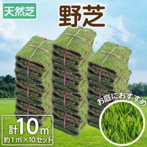ふるさと納税 天然芝<野芝>10平米! 芝 芝生...の商品画像