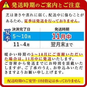 ふるさと納税 天然芝<野芝>10平米! 芝 芝...の詳細画像4