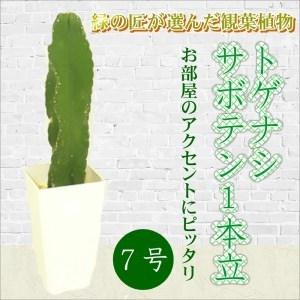 ふるさと納税 緑の匠が選んだ観葉植物　素敵な空間づくりに　トゲナシサボテン　1本立　7号【B6-00...