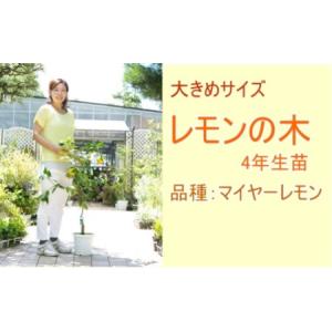 ふるさと納税 鉢植え レモンの木 4年生 苗 1本 大きめサイズ 配送不可 北海道 沖縄 離島 苗木 れもん 檸檬 四年  福岡県朝倉市