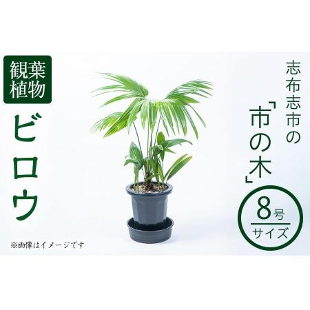 ふるさと納税 【数量限定】観葉植物 ビロウ 8号サイズ b2-024 鹿児島県志布志市