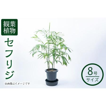 ふるさと納税 【数量限定】観葉植物 セフリジ 8号サイズ b2-023 鹿児島県志布志市