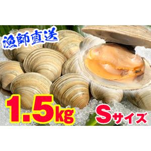 ふるさと納税 漁師直送！活ホンビノス貝1.5kg（Sサイズ...