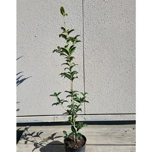 ふるさと納税 鮮やかなオレンジ色の花♪金木犀(キンモクセイ)樹高約70cm〜90cm　取扱説明書付き【1118446】 三重県鈴鹿市