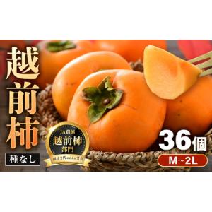 ふるさと納税 【先行予約】越前柿 36個入 約6kg(M〜2L)≪JA ふるさと納税 【先行予約】越前柿 36個入 約6kg(M〜2L)≪JA