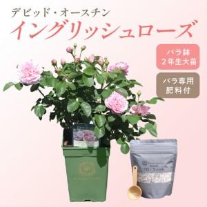 ふるさと納税 【イングリッシュローズ】 デビッド・オースチン バラ鉢苗 （バラ専用肥料付）【品種指定不可】 バラ ばら イングリッシュローズ .. 大阪府泉南市