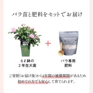 ふるさと納税 【イングリッシュローズ】 デビッ...の詳細画像1