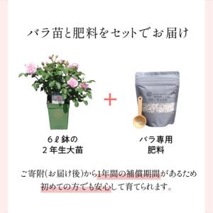 ふるさと納税 【イングリッシュローズ】 デビッ...の詳細画像1
