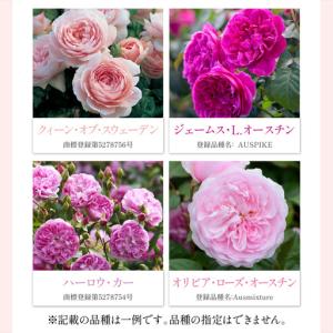 ふるさと納税 【イングリッシュローズ】 デビッ...の詳細画像2
