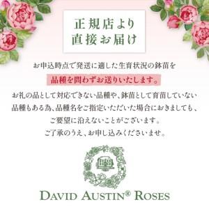 ふるさと納税 【イングリッシュローズ】 デビッ...の詳細画像4