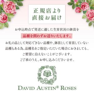ふるさと納税 【イングリッシュローズ】 デビッ...の詳細画像4