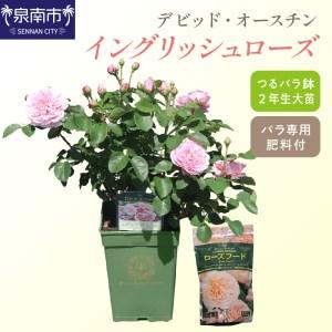 ふるさと納税 【 イングリッシュローズ 】 デビッド・オースチン つるバラ鉢苗（バラ専用肥料付） 花...