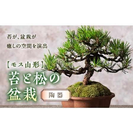 ふるさと納税 【モス山形】苔と松の盆栽（陶器） F2Y-5146 山形県
